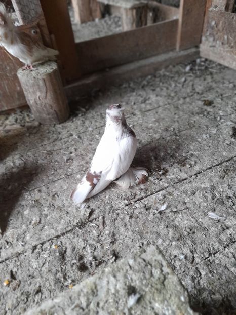  - TOBOSARI GERMANI MATCA 2016