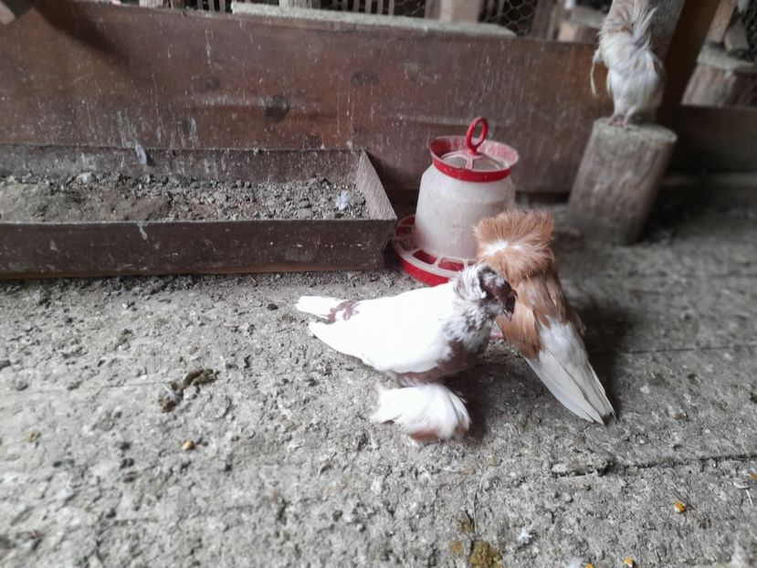  - TOBOSARI GERMANI MATCA 2016