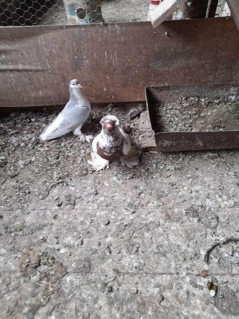  - TOBOSARI GERMANI MATCA 2016