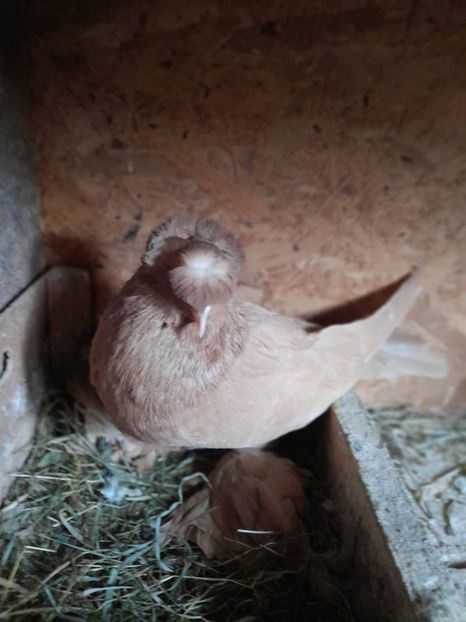  - TOBOSARI GERMANI MATCA 2016