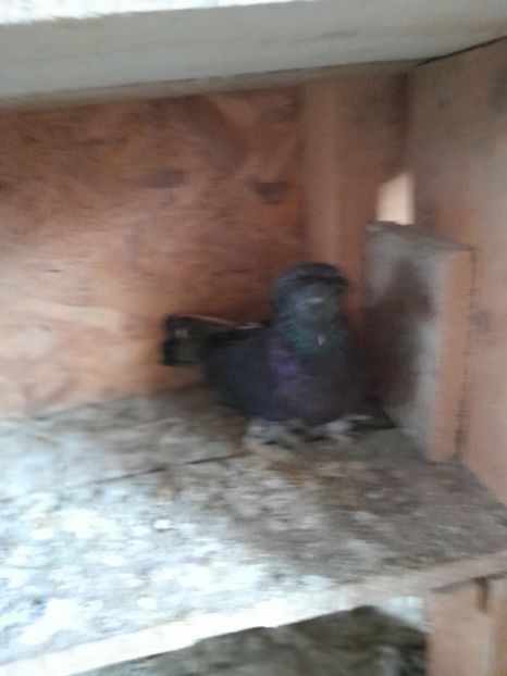  - TOBOSARI GERMANI MATCA 2016