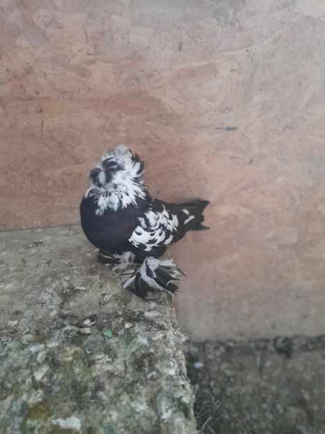  - TOBOSARI GERMANI MATCA 2016