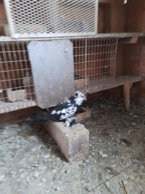  - TOBOSARI GERMANI MATCA 2016