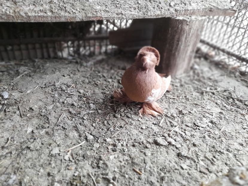  - TOBOSARI GERMANI MATCA 2016