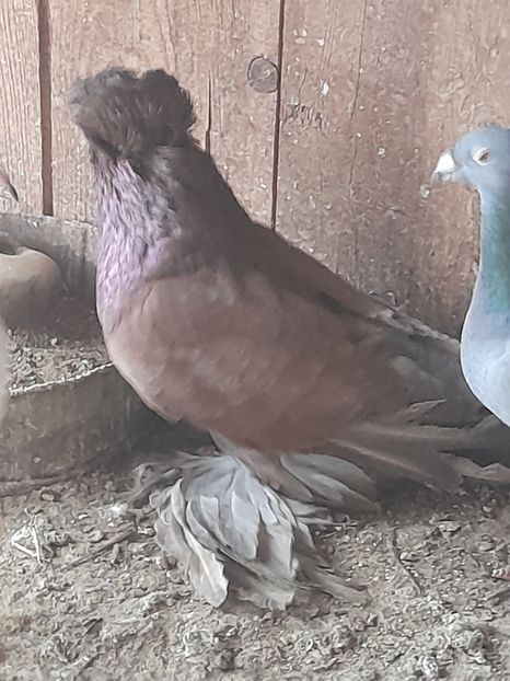  - TOBOSARI GERMANI MATCA 2016