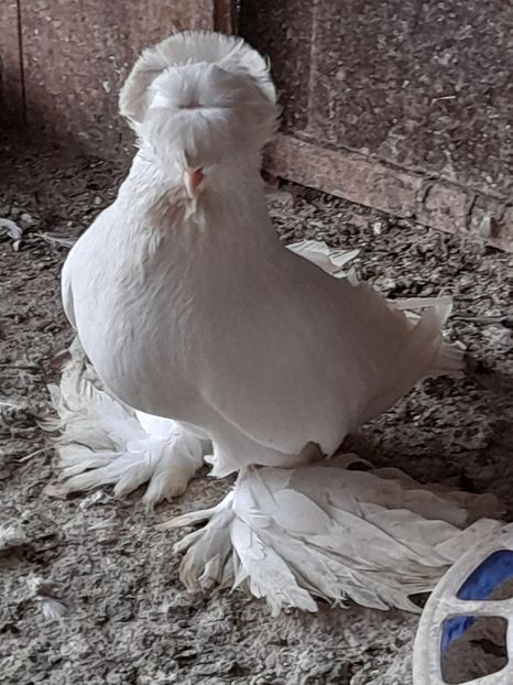  - TOBOSARI GERMANI MATCA 2016