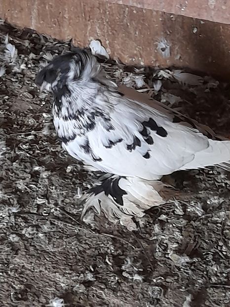  - TOBOSARI GERMANI MATCA 2016