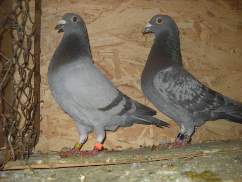 23 - UNDEVA IN SUCEAVA arhiva