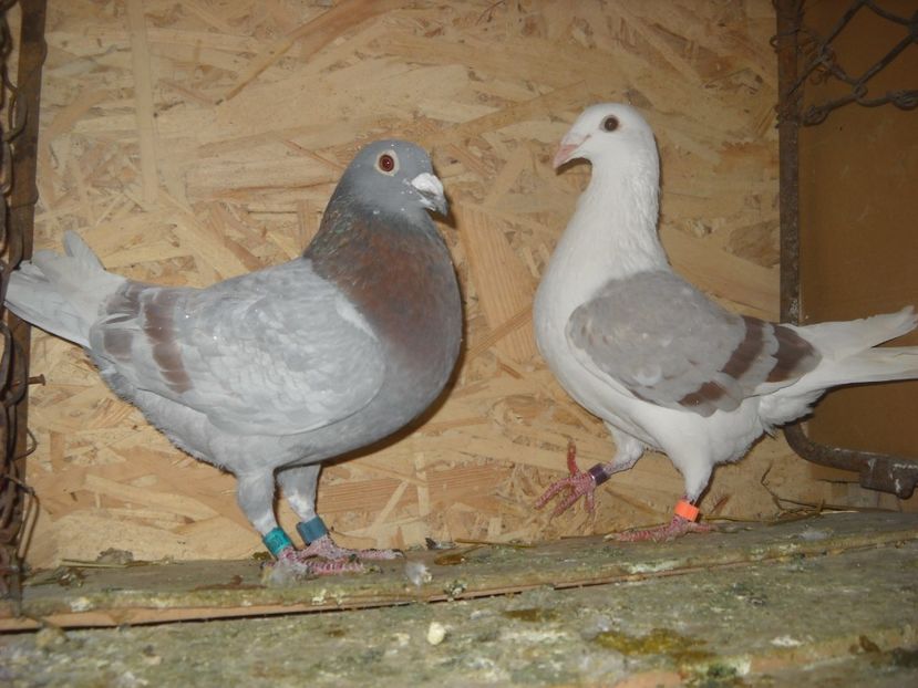 15 - UNDEVA IN SUCEAVA arhiva