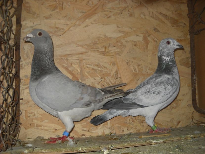 5 - UNDEVA IN SUCEAVA arhiva