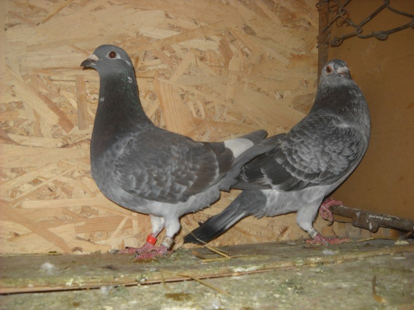 2 - UNDEVA IN SUCEAVA arhiva