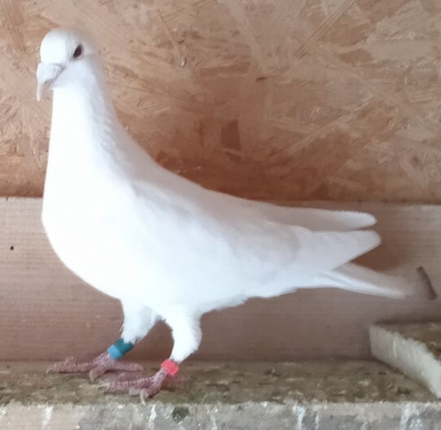 Mascul 17-345-Pietrosita - Porumbei vanduti