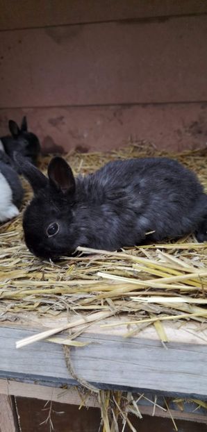 received_857288558182400 - Iepuri REX pitic