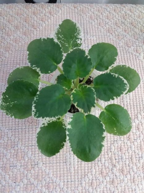 15 mar - LE Galateya