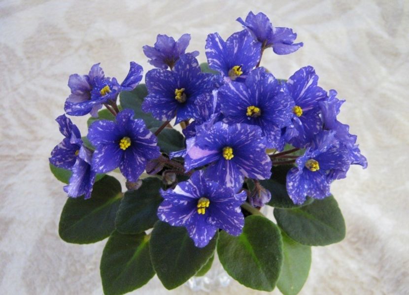 N Mlechniy Put' - N Mlechniy Put