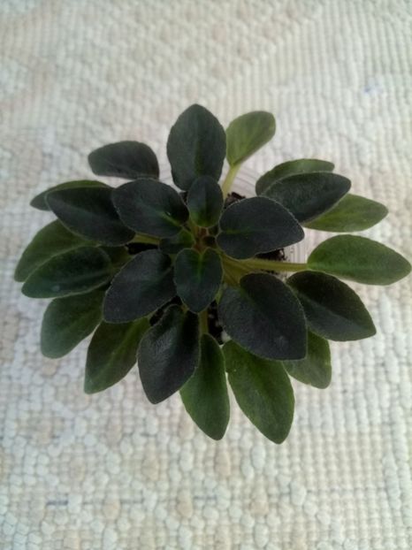 15 mar - N Thumbelina