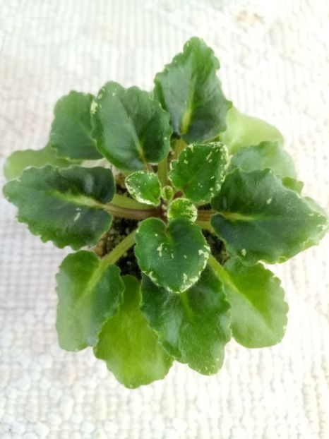 15 mar - N Boa Konstriktor