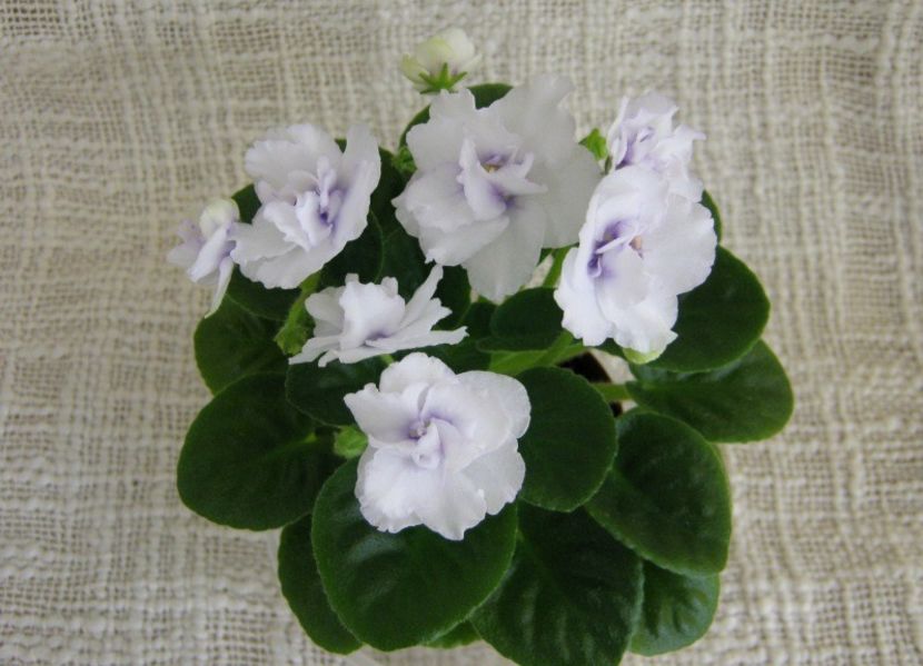 N Siurpriz - AA VIOLETE de COLECTIE