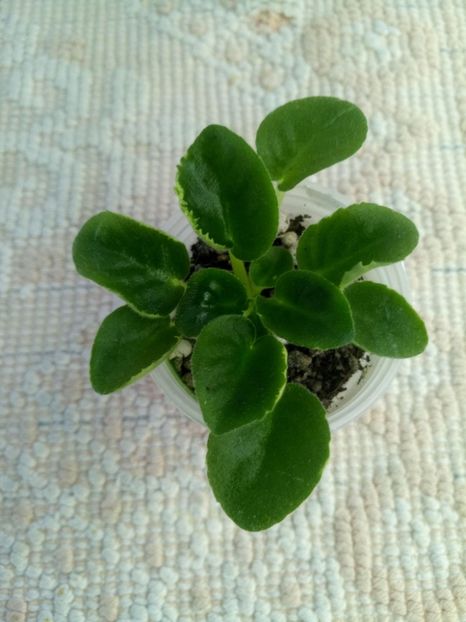 15 mar - AA VIOLETE de COLECTIE