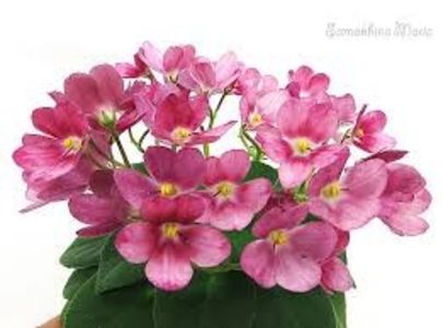 AV Chizhik-Pyzhik - AV Chizhik Pyzhik