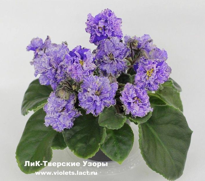 LiK Tverskie Uzory - LiK Tverskie Uzory