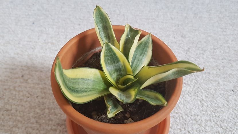 Sansevieria Golden Hahnii - Sansevieria