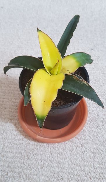 Sansevieria Star Canary - Sansevieria