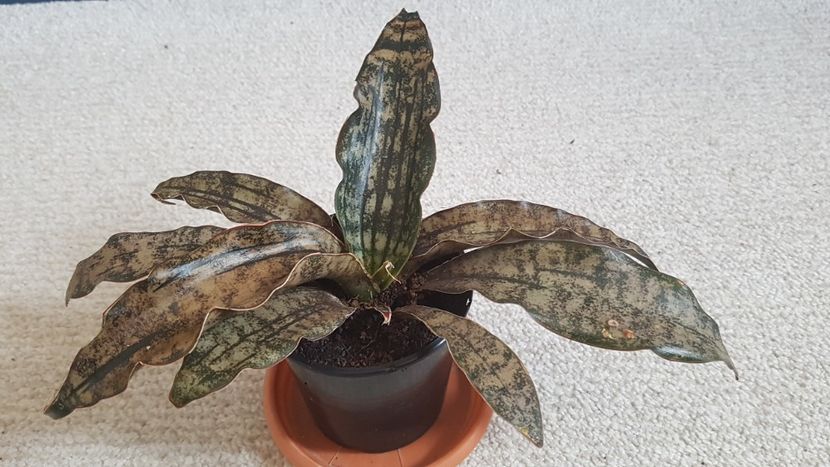 Sansevieria Star Canyon Granite - Sansevieria