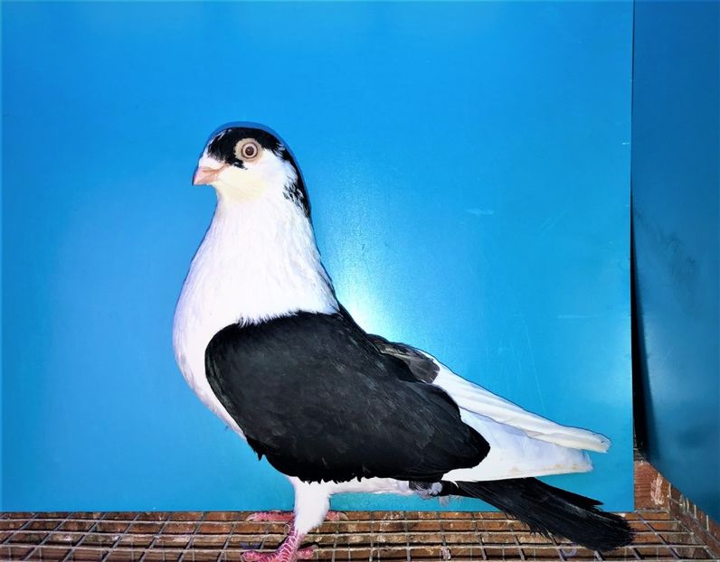 8576  mascul  2020 - Plecați ALBUM 3