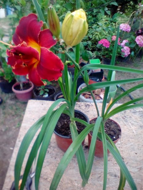 108465437_651727942082165_2752017538249844111_o - w Produse livrate