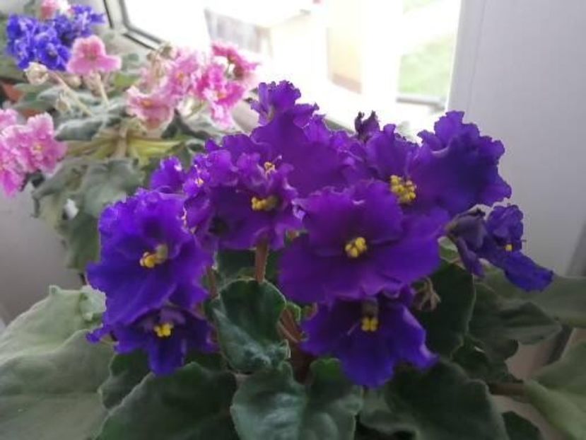  - NEFITOASE - doar - frumoase