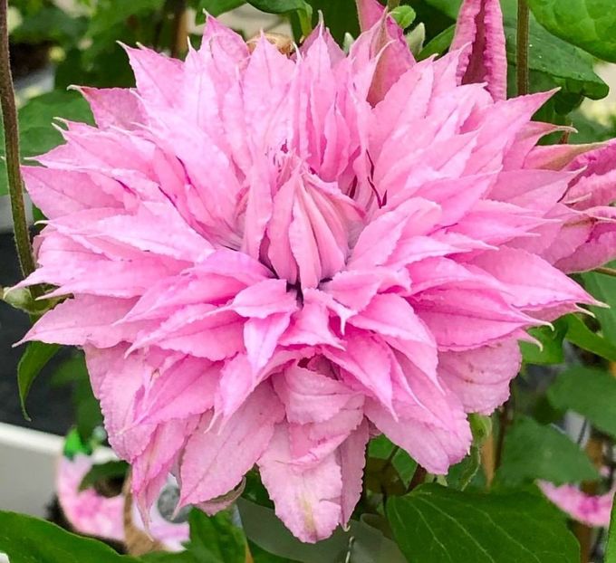 multi-pink - 0 CLEMATIS MULTI PINK-2021-POZE PRELUATE GRUPA B