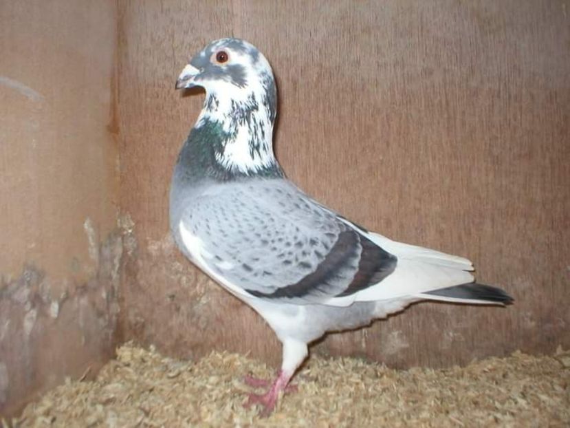  - NU IMI APARTIN ALBUM NR 2