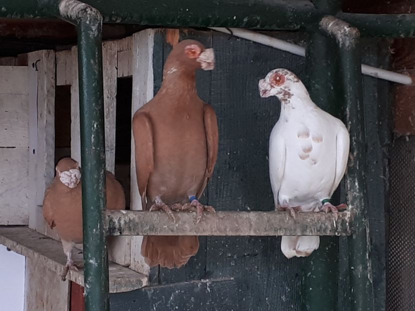  - K _ carunculați 2021