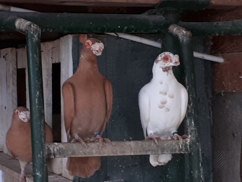  - K _ carunculați 2021