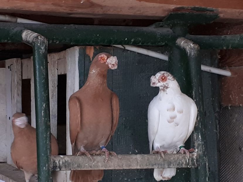  - K _ carunculați 2021