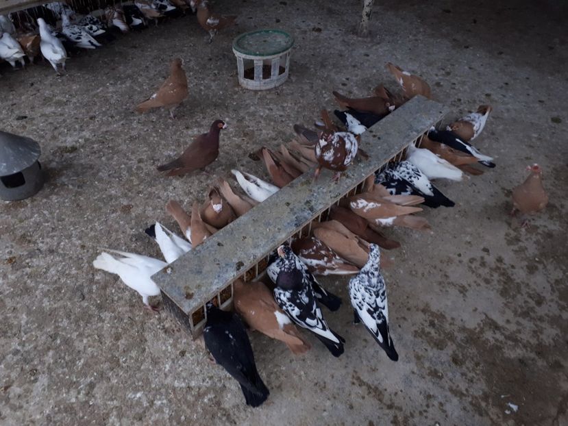 Voliera 1 - K _ carunculați 2021