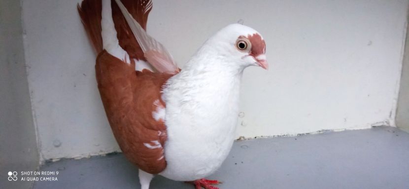  - jucatori de galati pe galben