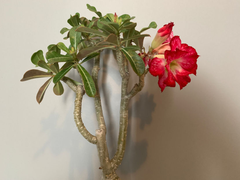  - Plante de interior 2021