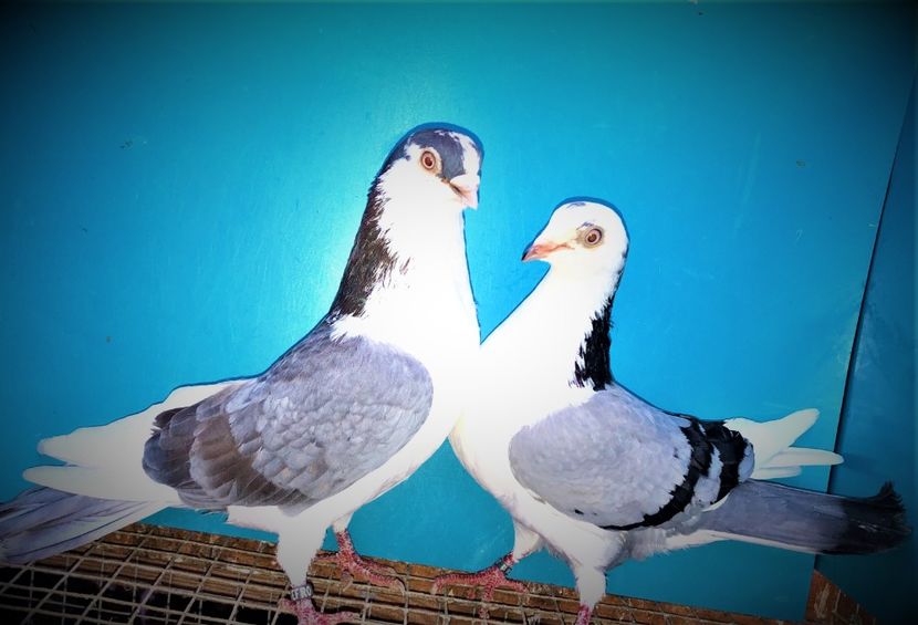 perechea  79 - B - perechi 2021