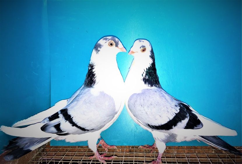 perechea  62 - B - perechi 2021