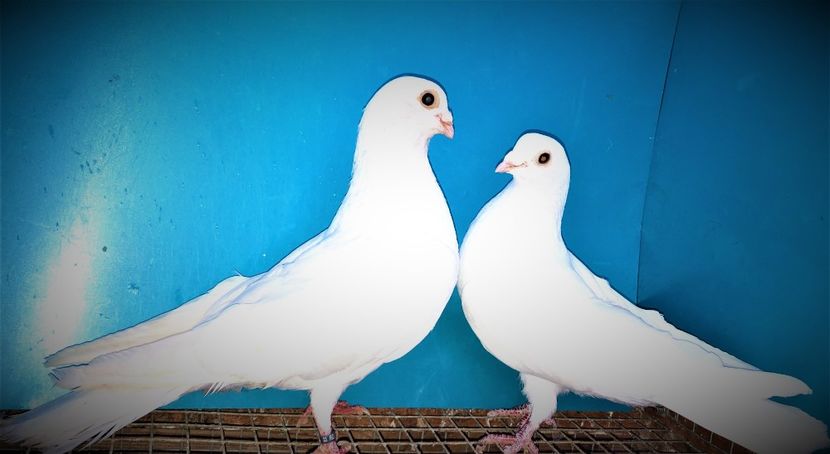 perechea  37 - B - perechi 2021