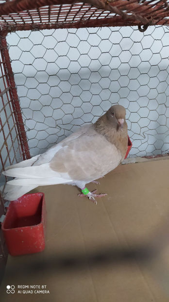  - Porumbei Gutani Culori mai rare