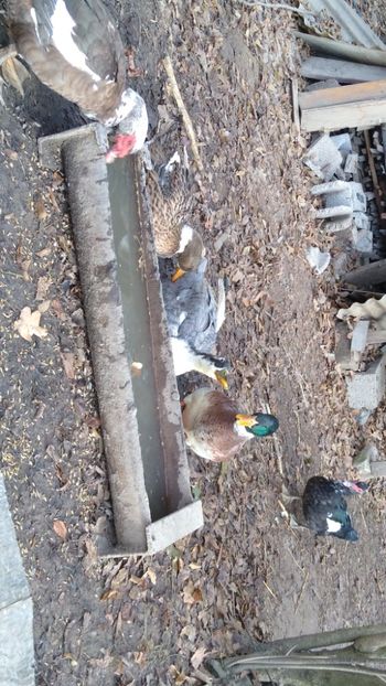  - Rațele macaitoare