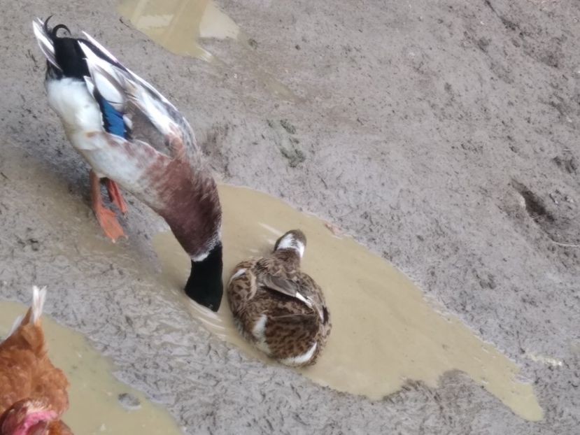  - Rațele macaitoare