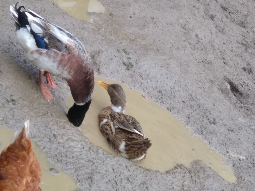  - Rațele macaitoare