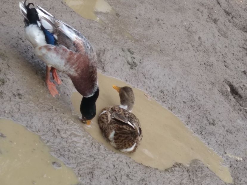  - Rațele macaitoare