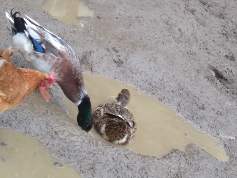  - Rațele macaitoare