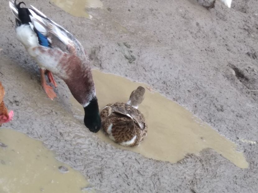  - Rațele macaitoare