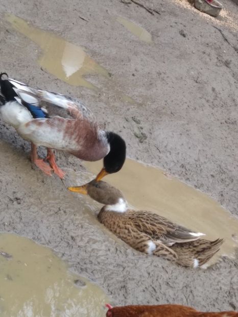  - Rațele macaitoare